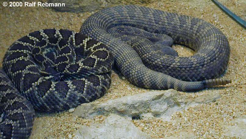 Crotalus viridis viridis Bild01